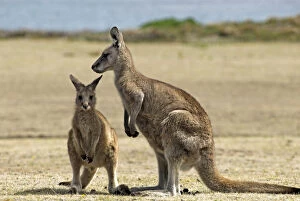 Kangaroo Collection: Eastern Grey Kangaroo, Macropus giganteus, Maria Island National Park, Tasmania, Australia