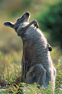 Natphotos Collection: Eastern Grey Kangaroo (Macropus giganteus), Victoria, Australia