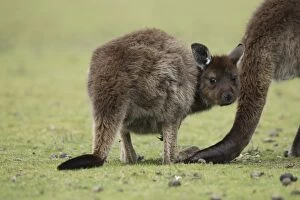 Images Dated 12th May 2014: Eastern Grey Kangaroo, Marcropus cinereus, Kangaroo Island, Australia