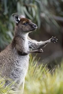 Images Dated 12th May 2014: Eastern Grey Kangaroo, Marcropus cinereus, Australia