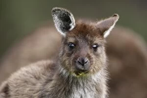 Images Dated 12th May 2014: Eastern Grey Kangaroo, Marcropus cinereus, Kangaroo Island, Australia
