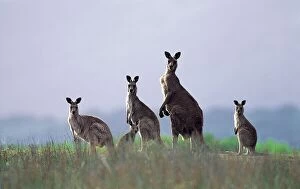 Natphotos Collection: Eastern Grey Kangaroos (Macropus giganteus) Wilsons Promontory National Park, Australia