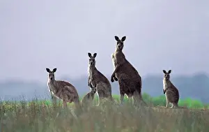 Eastern Grey Kangaroos (Macropus giganteus) Wilsons Promontory National Park, Australia