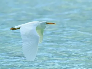Profile Prints: Eastern Reef Egret flying at Heron Island