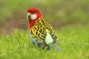Birds Collection: Eastern Rosella
