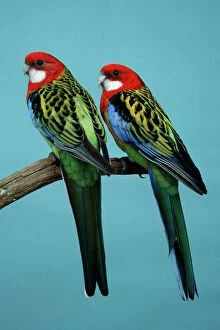 Birds Collection: Eastern Rosellas, pair (Platycercus eximius)