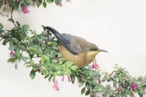 Shrub Prints: Eastern spinebill (Acanthorhynchus tenuirostris) bird perched in Fuchsia microphylla bush