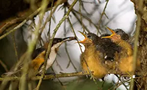 A Eastern Spinebill family