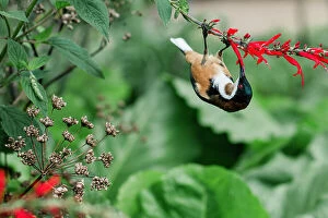 Birds Collection: Eastern Spinebill feeding on red salvia