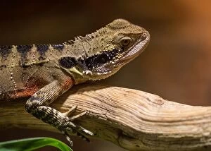 Craig Jewell Photography Collection: Eastern water dragon
