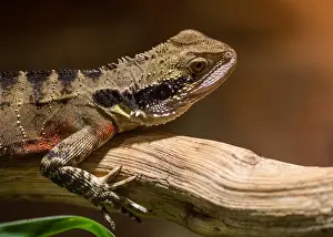 Eastern water dragon