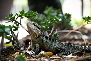 Nigel Killeen Photography Prints: Eastern Water Dragon