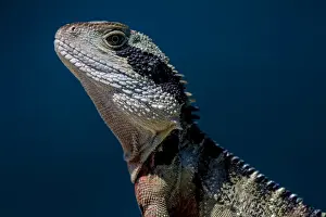 Coastal Prints: Eastern Water Dragon