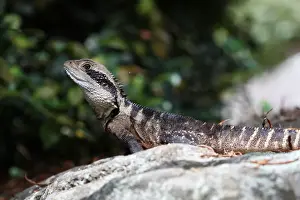 Eastern Water Dragon