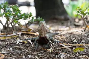 Eastern Water Dragon