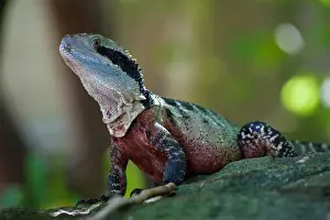 Physignathus Prints: Eastern Water Dragon (Intellagama lesueurii)
