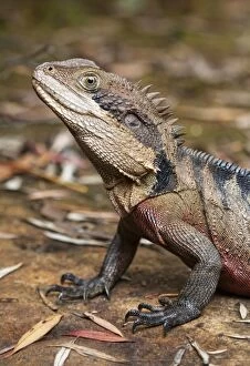 Lizards Collection: Eastern Water Dragon (Physignathus lesueurii)
