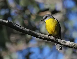 Eastern Yellow Robin