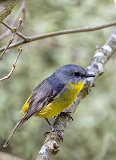 Louise Docker Photography Collection: Eastern Yellow Robin