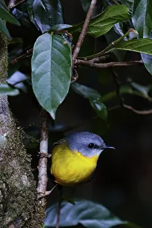 Colour Image Prints: Eastern Yellow Robin (Eopsaltria australis) in Lamington National Park