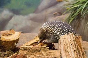 Images Dated 28th April 2015: Echidna