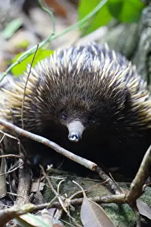 Nigel Killeen Photography Prints: Echidnas Close Up
