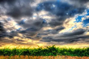 Artie Ng Prints: Effortless Vineyard Sky, Sunset