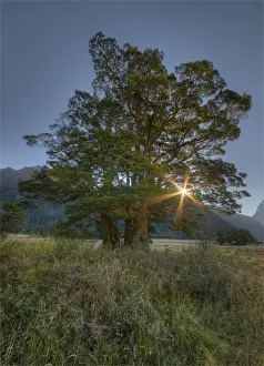 Eglington Valley Prints: Eglinton Valley, south island, New Zealand