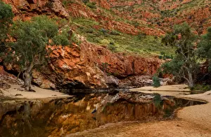 Egret at Ormiston Gorge