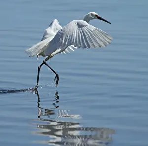 Feather Prints: Egret takeoff