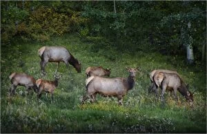 Images Dated 27th September 2013: Elk feeding, near the Bear Tooth highway, Montana, United States of America