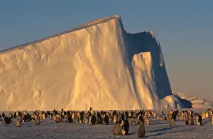 Emperor Penguins (Aptenodytes forsteri) near iceberg