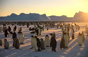 Ted Mead Landscape, Nature And Wildlife Photography Prints: Emperors Penguins (Aptenodytes forsteri) and young on ice