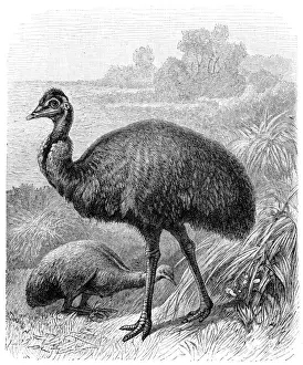 Emu bird in Australia illustration 1897