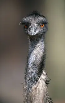 Bird Prints: Emu / (Dromaius novaehollandiae)