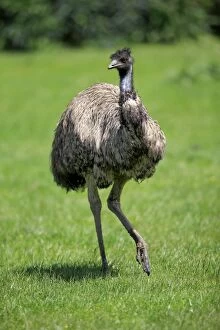 Images Dated 14th May 2015: Emu