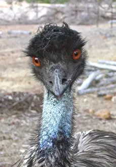 Images Dated 1st June 2014: Emu Intensity