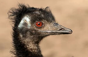 Emu Collection: Emu Mug Shot