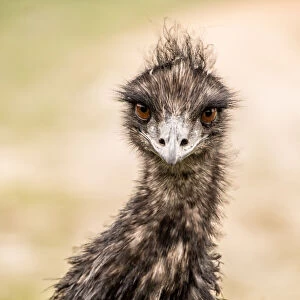 Images Dated 13th July 2016: Emu portrait