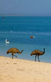 Images Dated 11th January 2014: Emus on the Beach