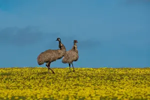 Canola Prints: Emus in Canola Field