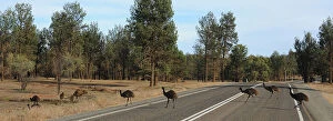 Julie Fletcher Collection: Emus crossing the road
