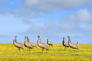 Horizon Over Land Prints: Emus. Eyre Peninsula. South Australia
