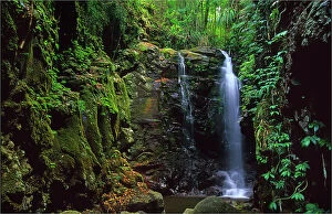 Images Dated 14th December 2013: Enchanted falls, Mount Tamborine rainforest, Queensland, Australia