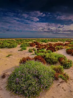 : Encroaching sand and re-established vegetation on the Coastline at Cervantes