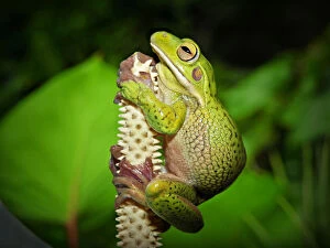 Frogs Collection: top end