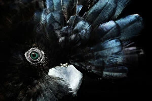 Images Dated 24th May 2011: The Endangered Red-Tailed Black Cockatoo, Australia