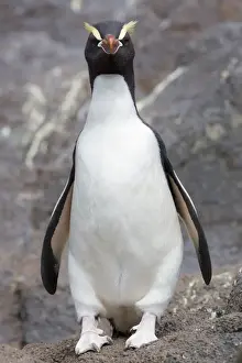 Erect-crested Penguin (Eudyptes sclateri)