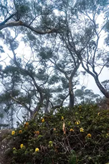 Eucalipt forest at Freycinet National Park, Tasmania