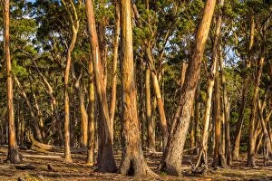 Images Dated 14th May 2016: Eucalypt Forest at Maria island, Tasmania